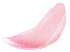 Amiy Slider Flower Top Img